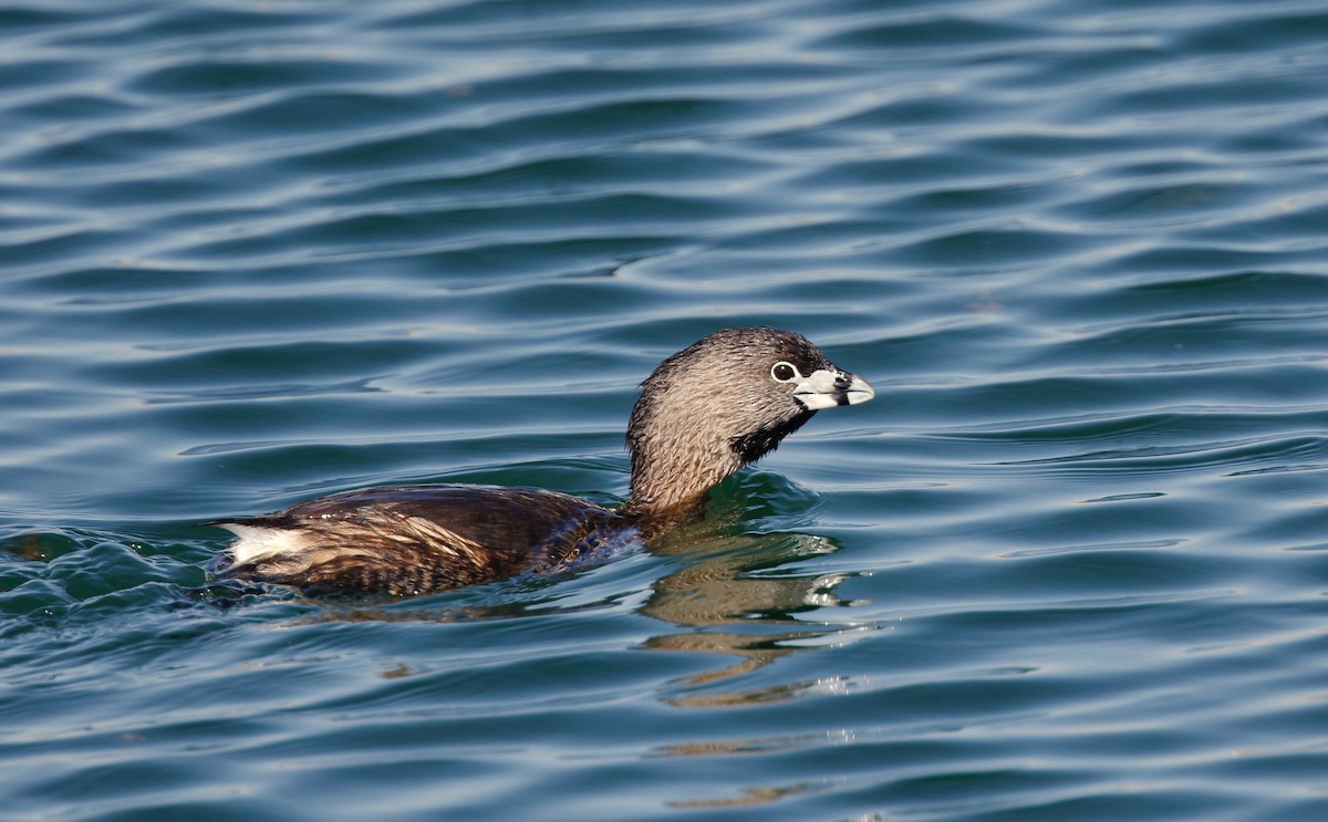 Pied-billed Grebe - Timo Mitzen