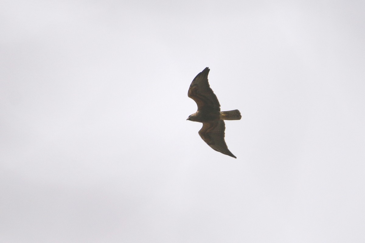 Swainson's Hawk - ML153496861