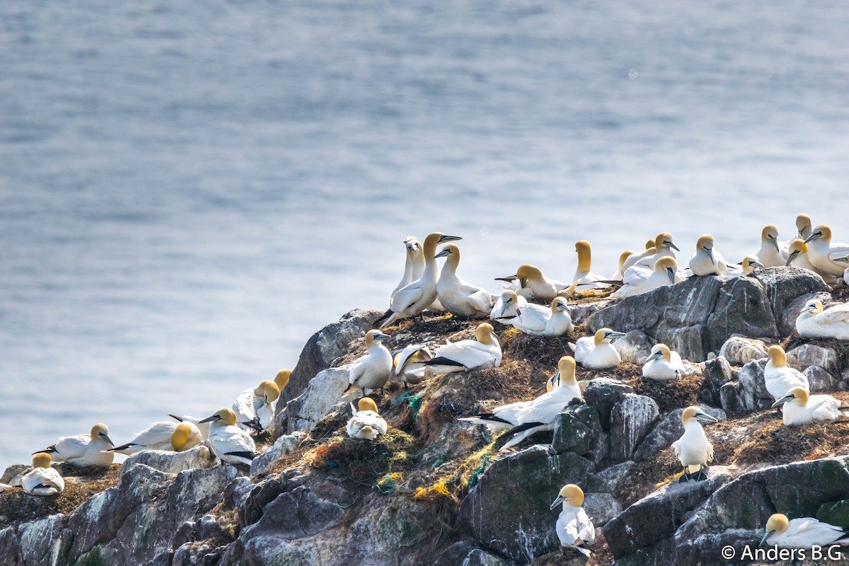 Northern Gannet - Anderson Becerra Grajales