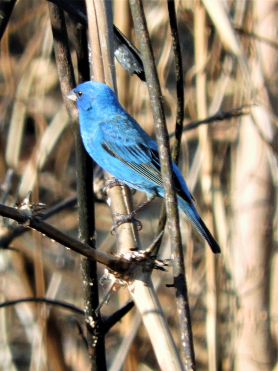 Indigo Bunting - ML153498141