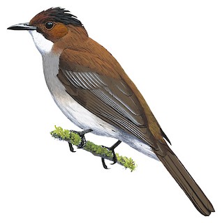 Chestnut Bulbul - Hemixos castanonotus - Birds of the World