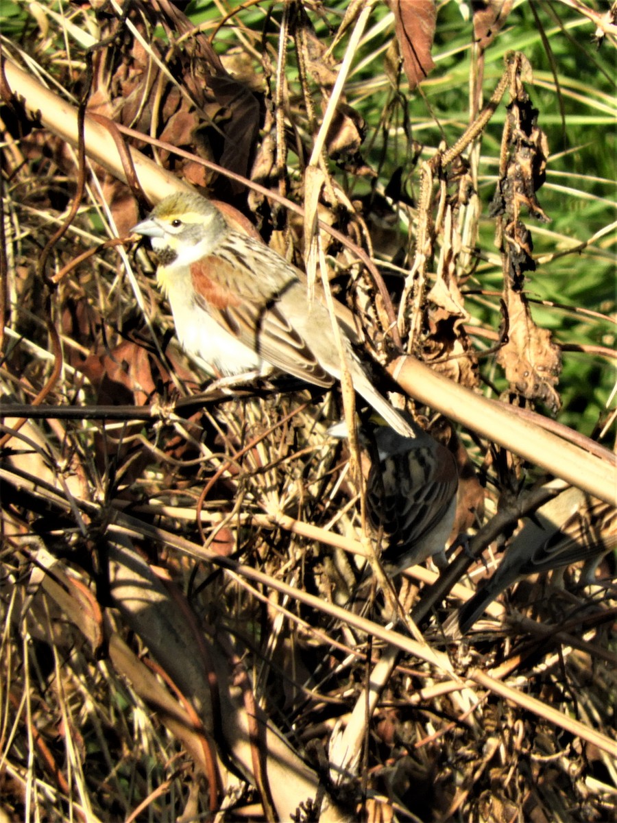 Dickcissel - ML153498431