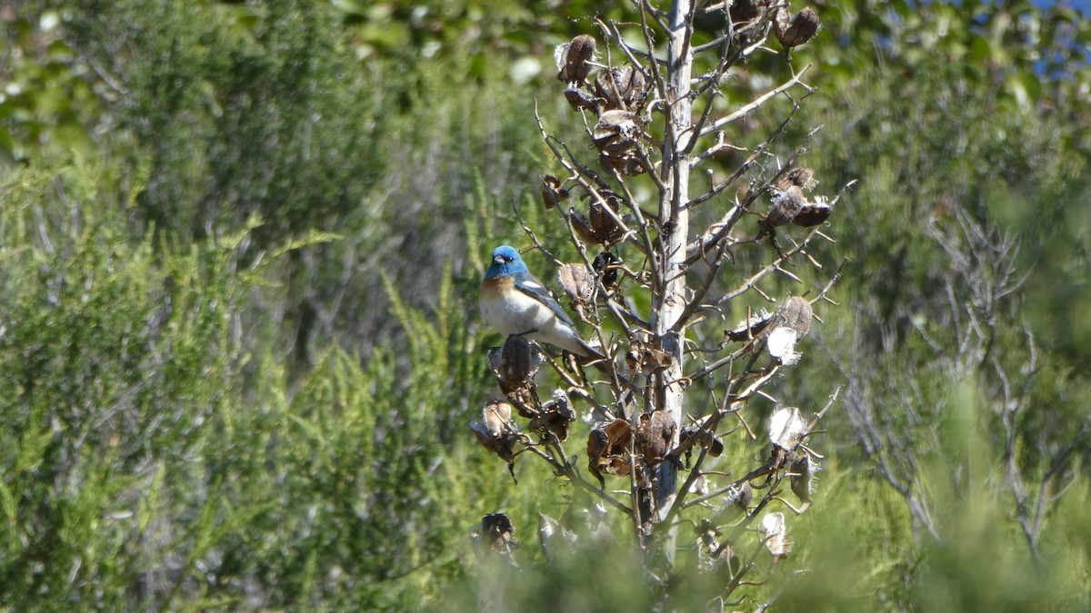 Lazuli Bunting - ML153499431