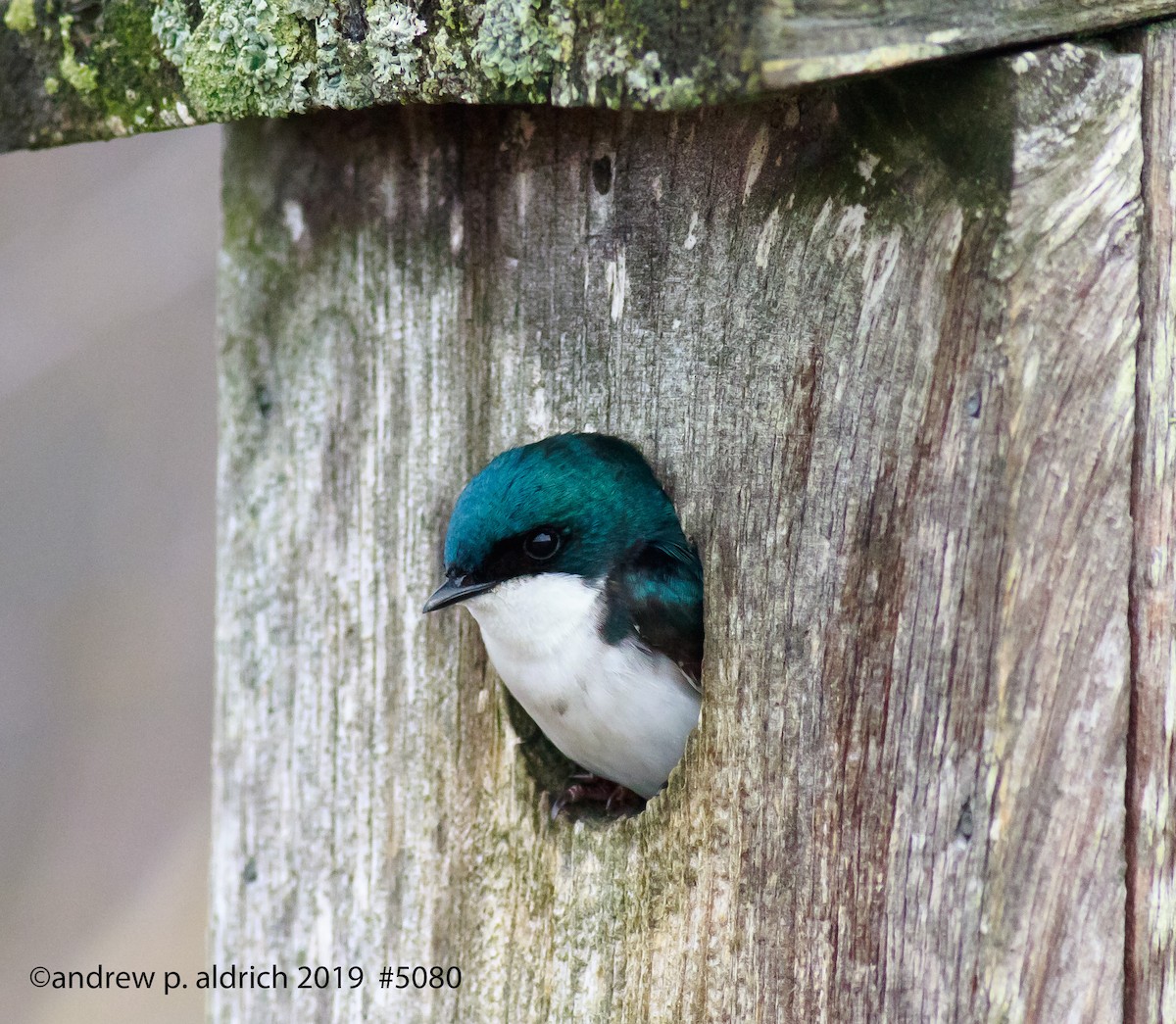 Tree Swallow - andrew aldrich