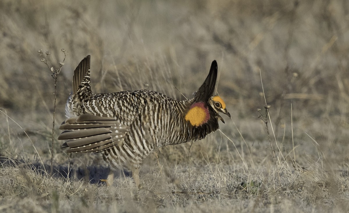 Greater Prairie-Chicken - Peter Seubert