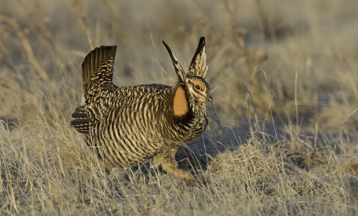 Greater Prairie-Chicken - Peter Seubert