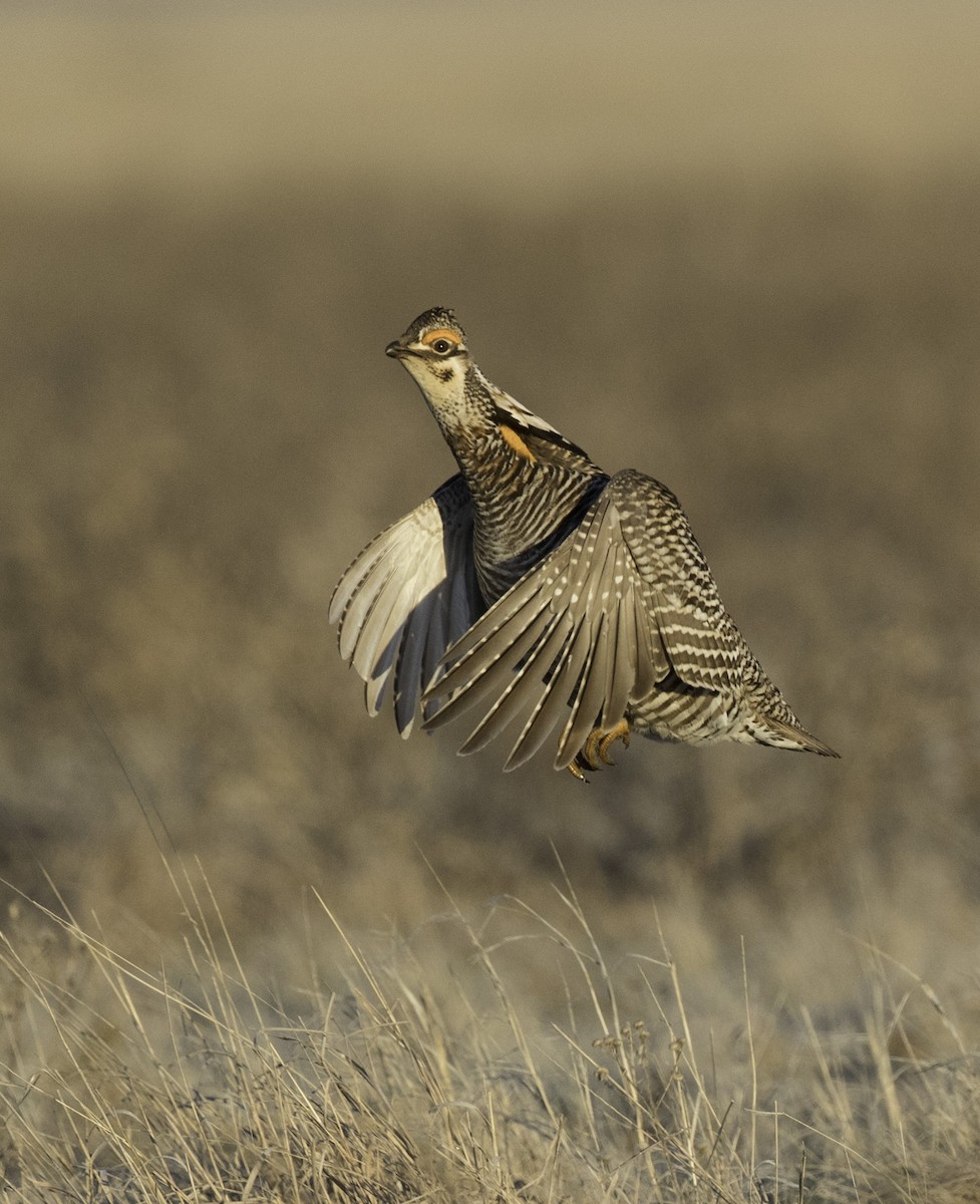 Greater Prairie-Chicken - Peter Seubert
