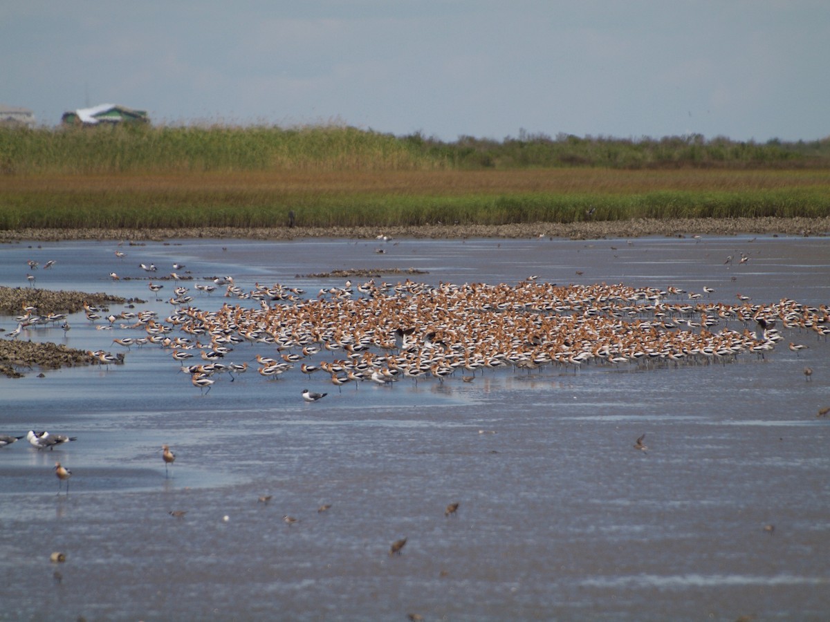 Avoceta Americana - ML153502631