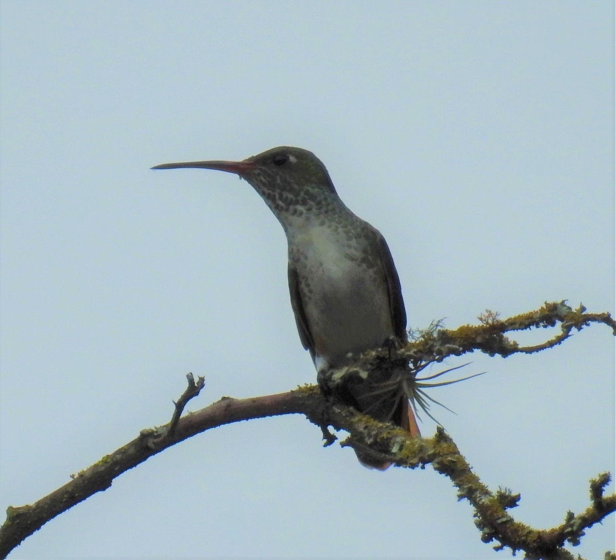 Amazilia Hummingbird - ML153503021