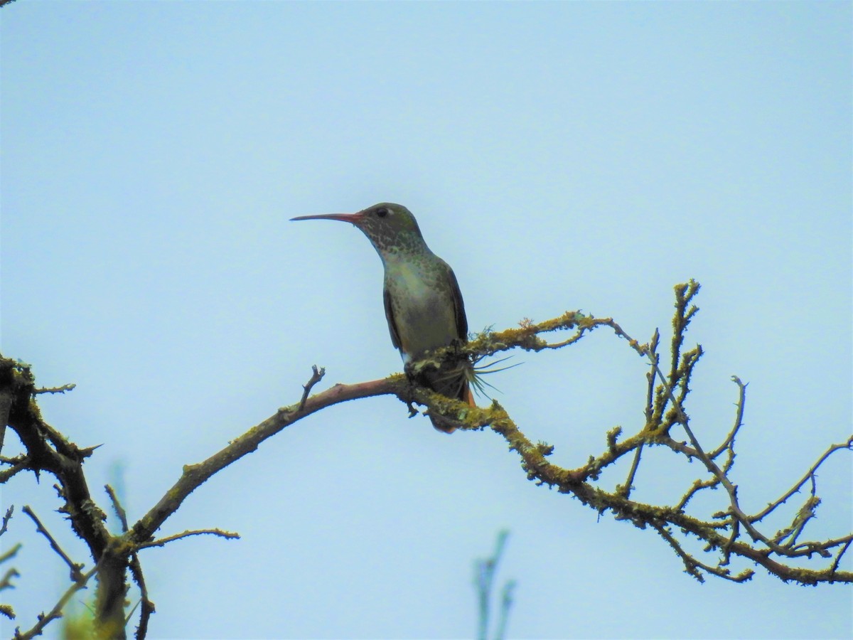 Amazilia Hummingbird - John Licharson