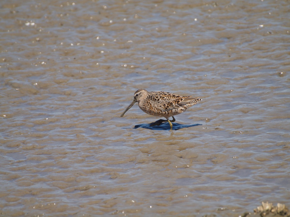 Short-billed Dowitcher - ML153504231