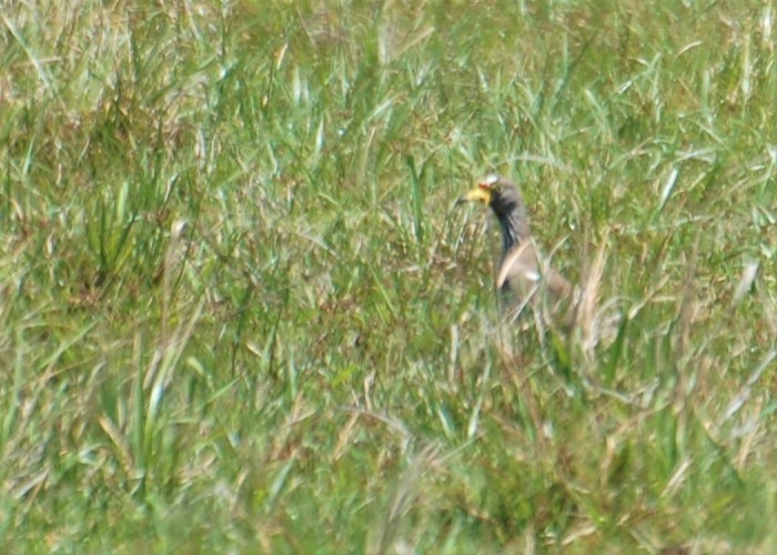 Wattled Lapwing - ML153504511