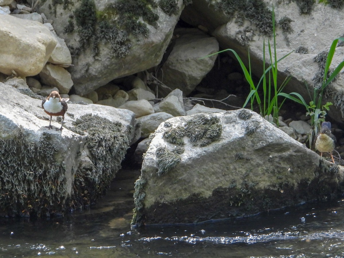 White-throated Dipper - ML153505571