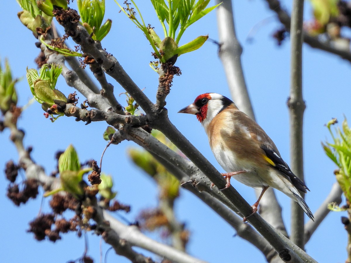 European Goldfinch - ML153505831