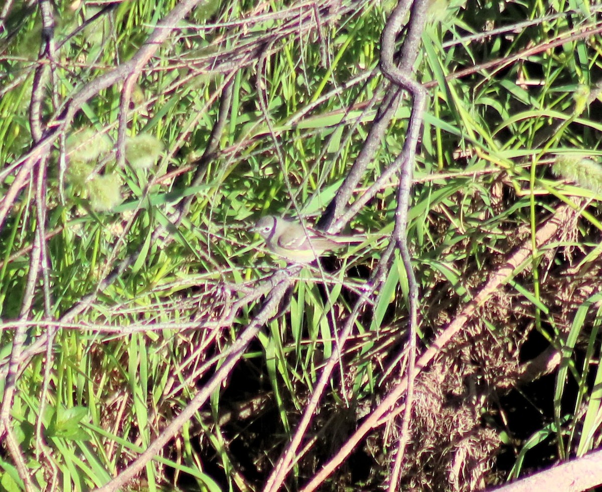 Cassin's Vireo - ML153508931