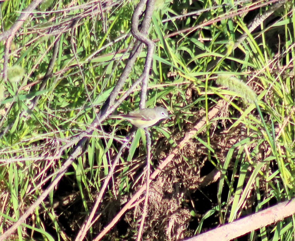 Cassin's Vireo - Diana Spangler