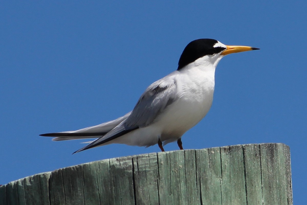 Least Tern - ML153511551