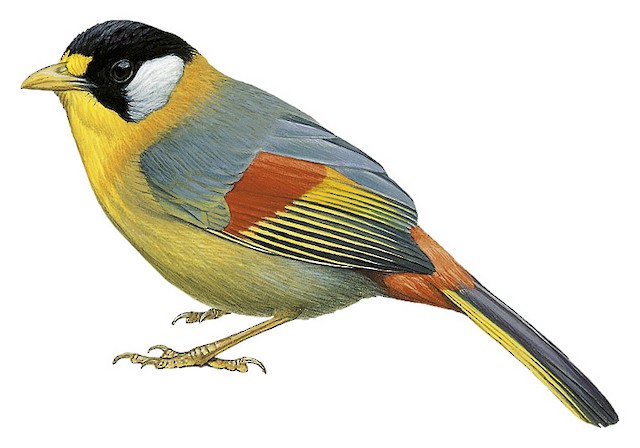 Silver-eared Mesia - Leiothrix argentauris - Birds of the World