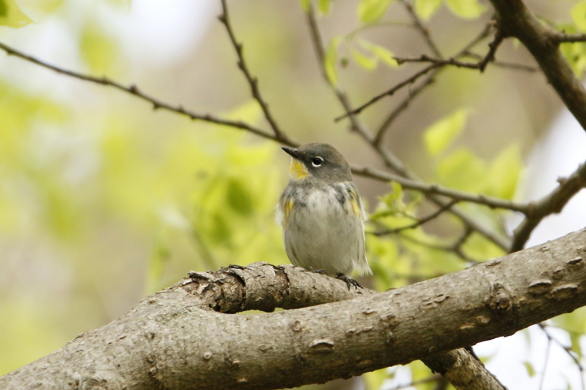 Yellow-rumped Warbler (Audubon's) - ML153513541