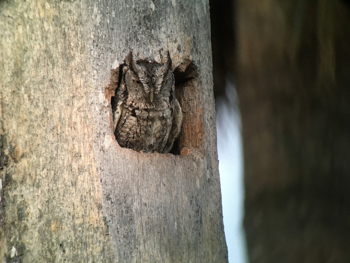 Eastern Screech-Owl - ML153513661