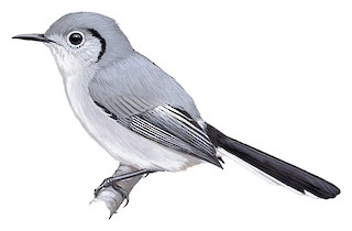 Cuban Gnatcatcher
