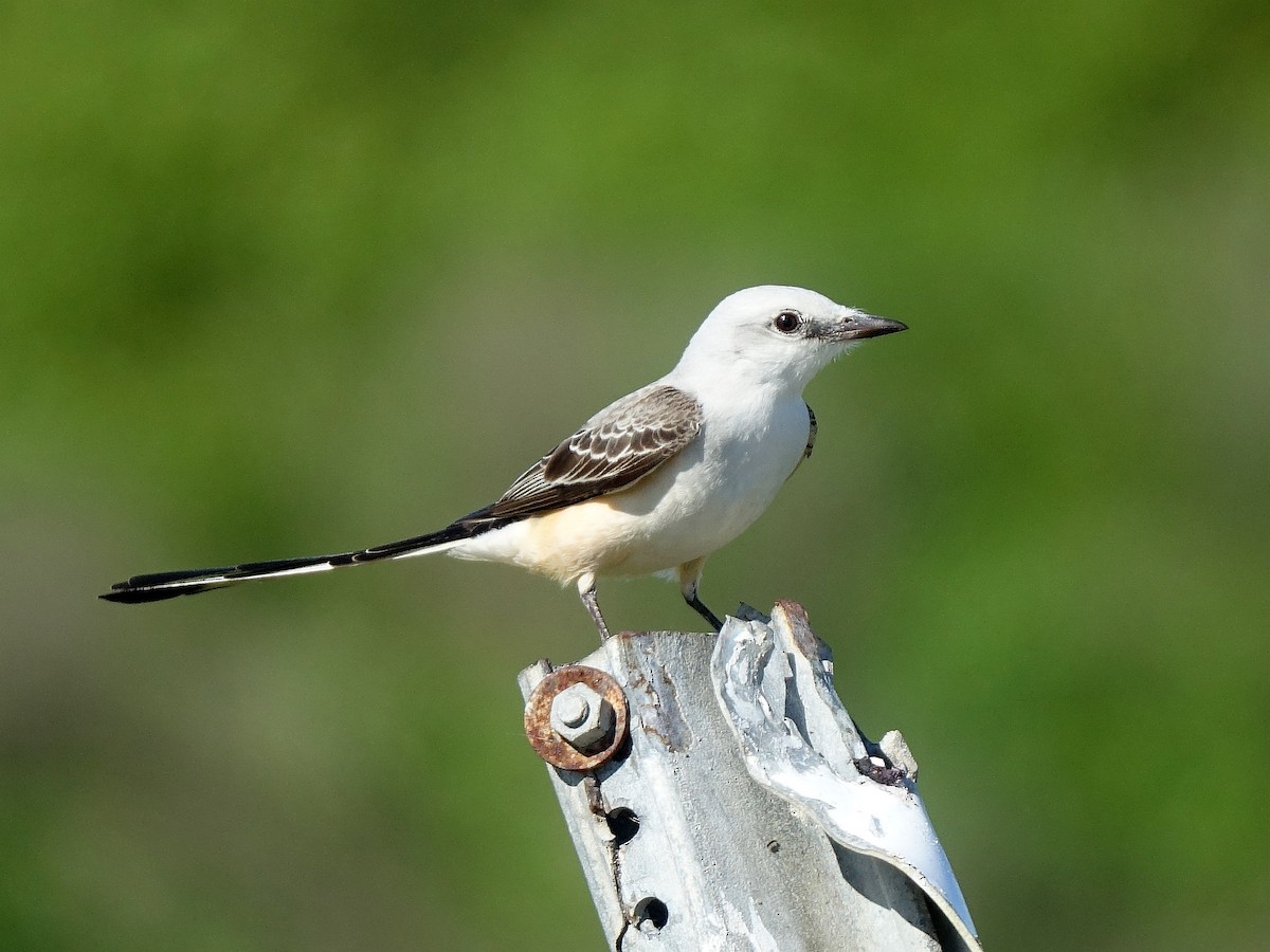 Scissor-tailed Flycatcher - Stéphane  Thomin