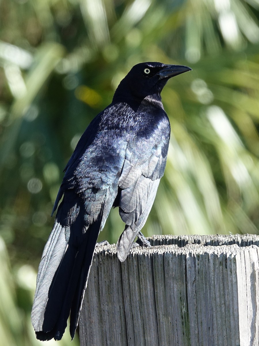 Great-tailed Grackle - ML153514511