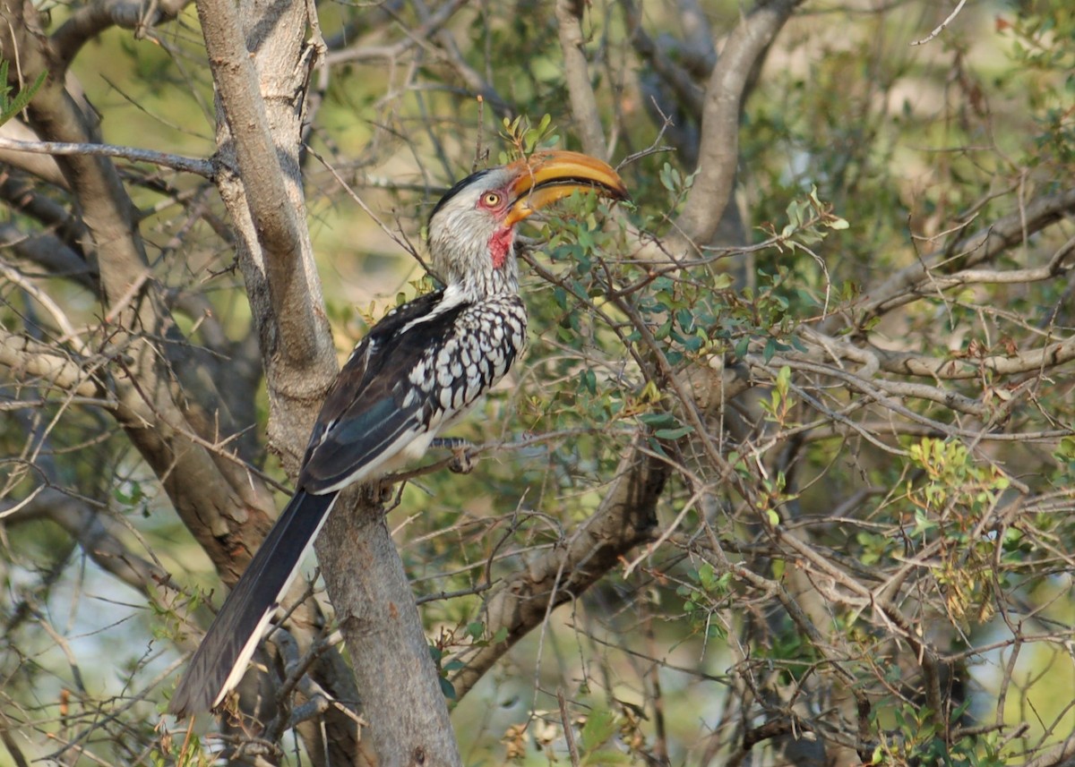 Southern Yellow-billed Hornbill - ML153514741