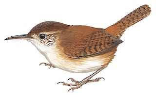 St. Lucia Wren