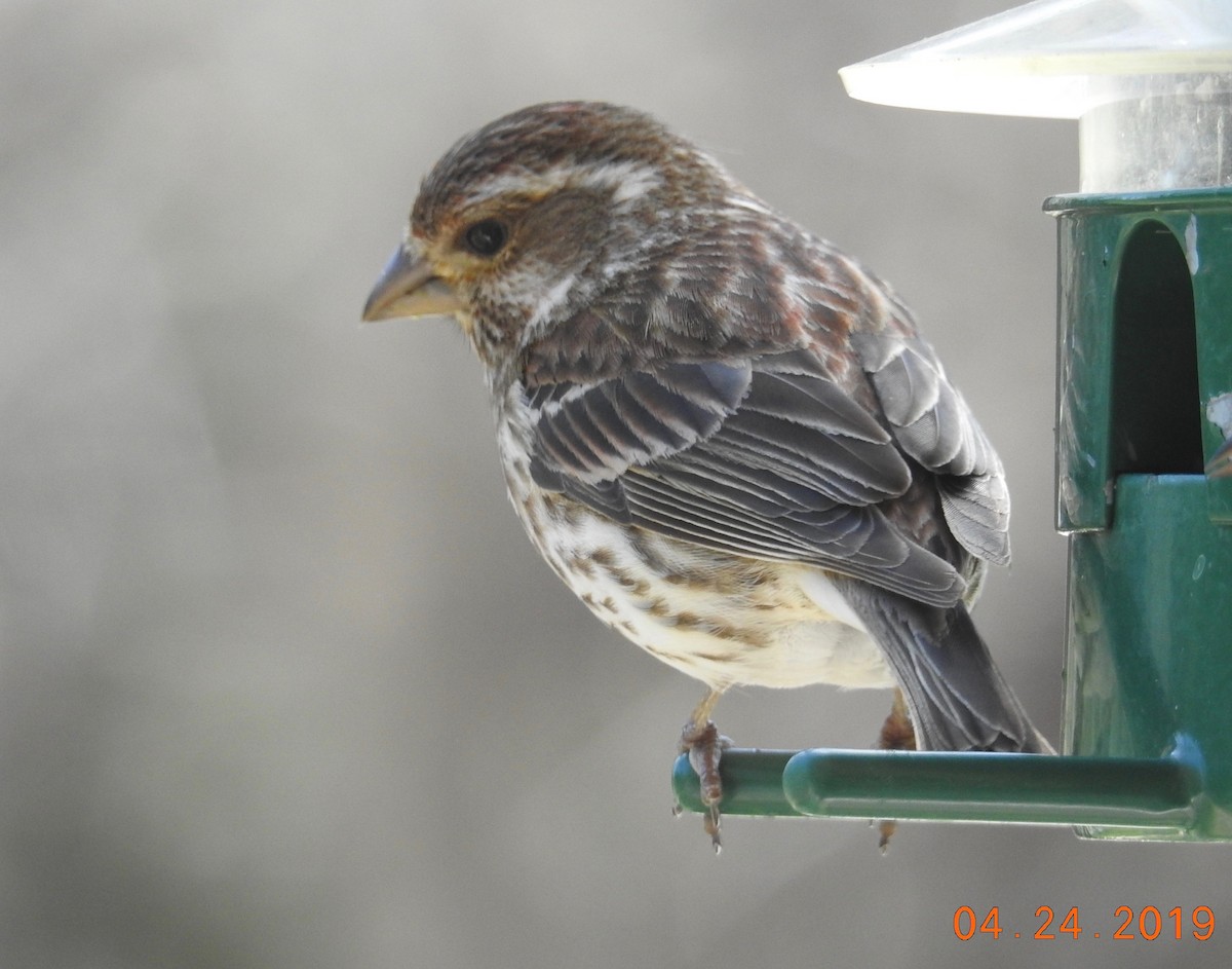 Purple Finch - ML153515131