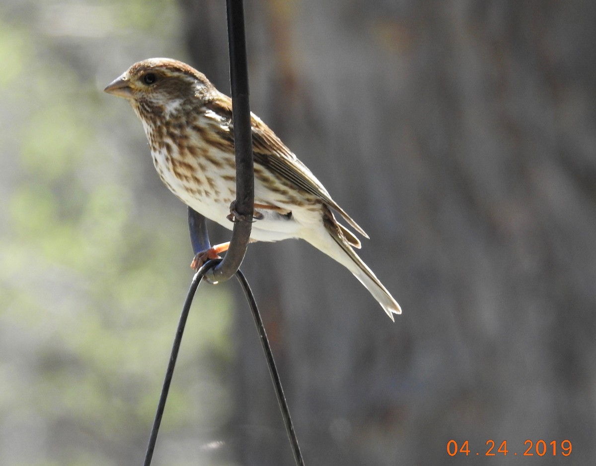 Purple Finch - ML153515141