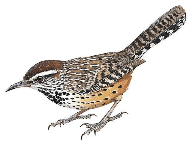 Cactus Wren - Campylorhynchus brunneicapillus - Birds of the World