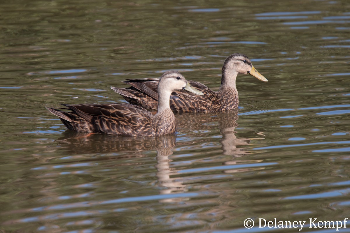 Mottled Duck (Gulf Coast) - Delaney Kempf