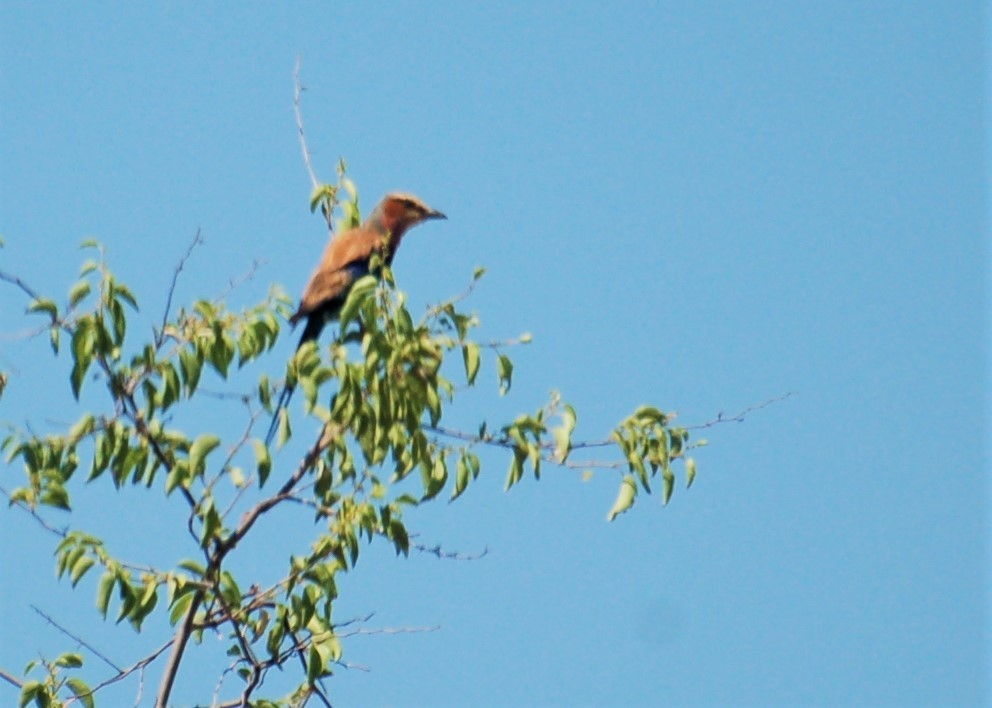 Lilac-breasted Roller - ML153516641