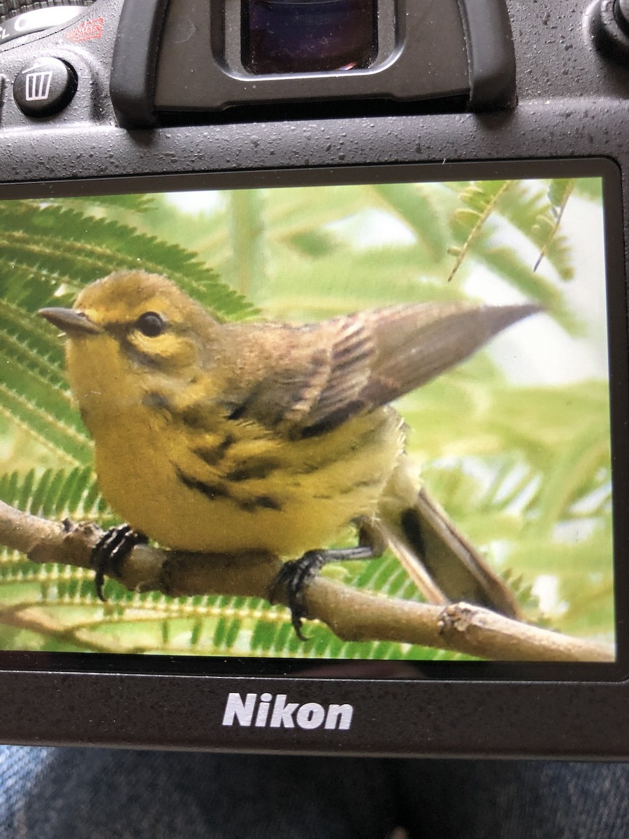 Prairie Warbler - ML153517381