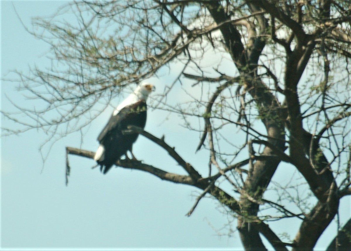 African Fish-Eagle - ML153517601