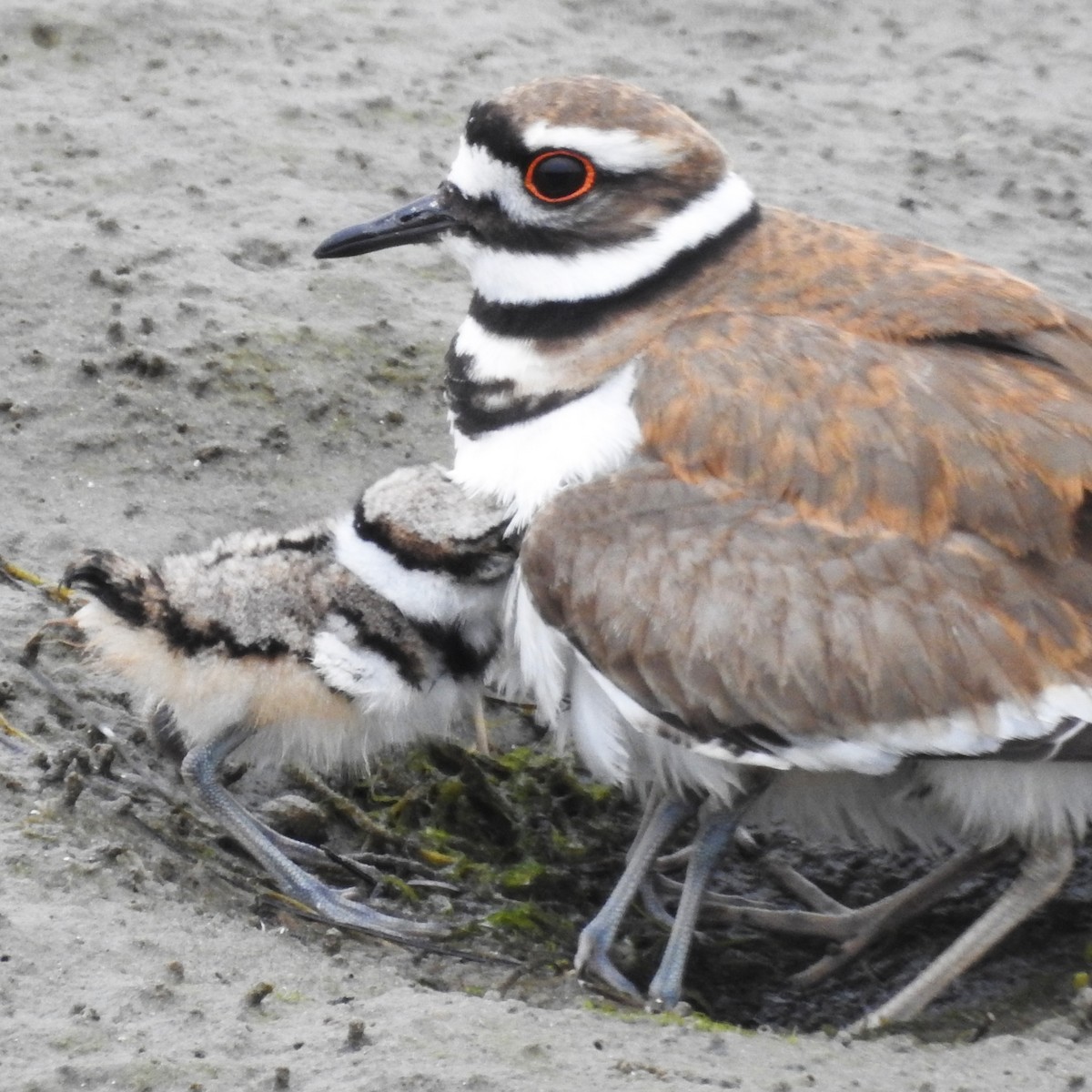 Killdeer - ML153518081