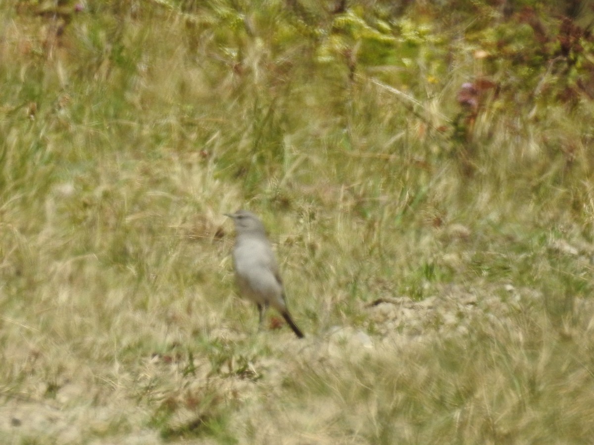 Cinereous Ground-Tyrant - Pablo Mealla