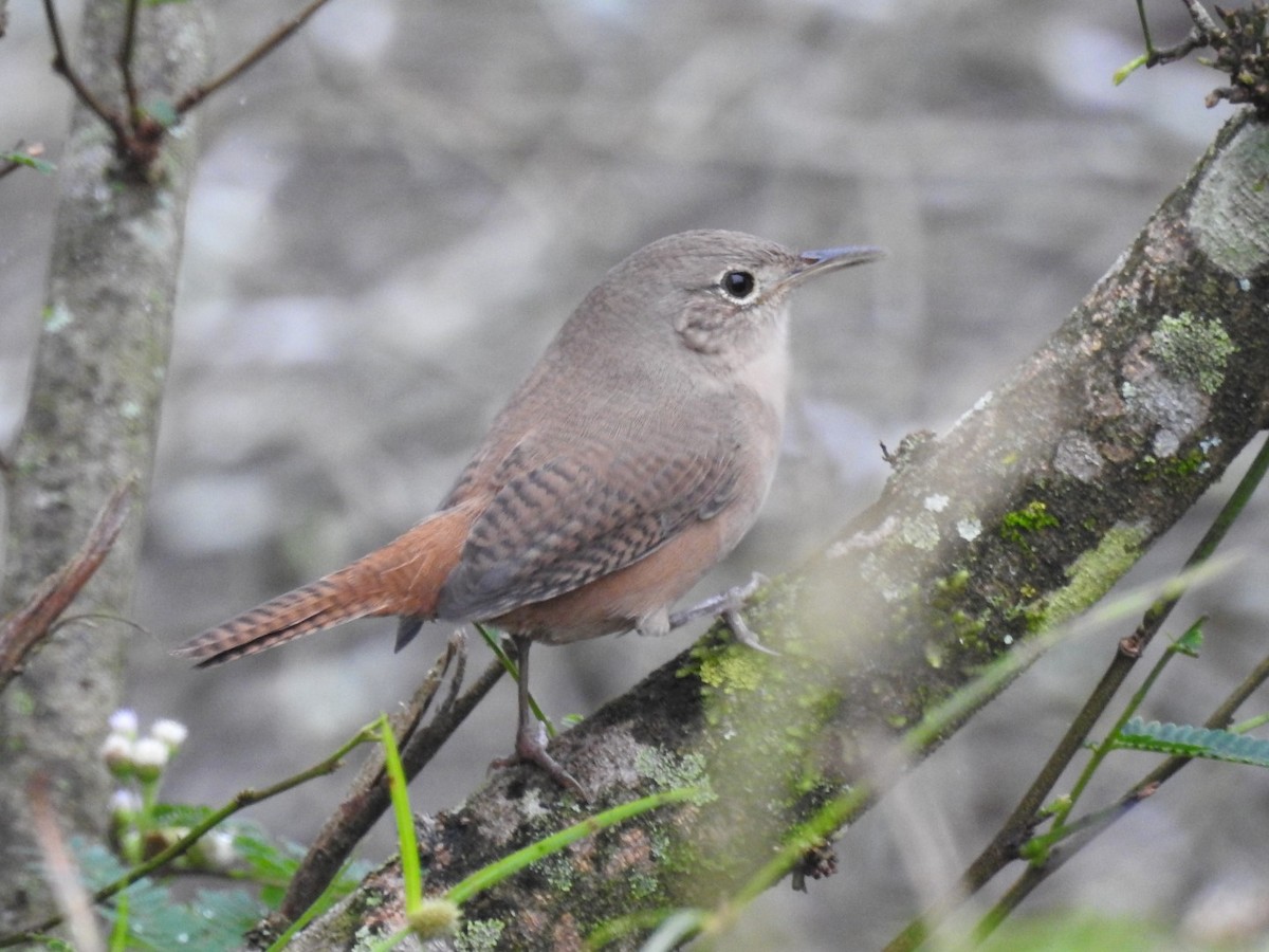 House Wren - ML153519071