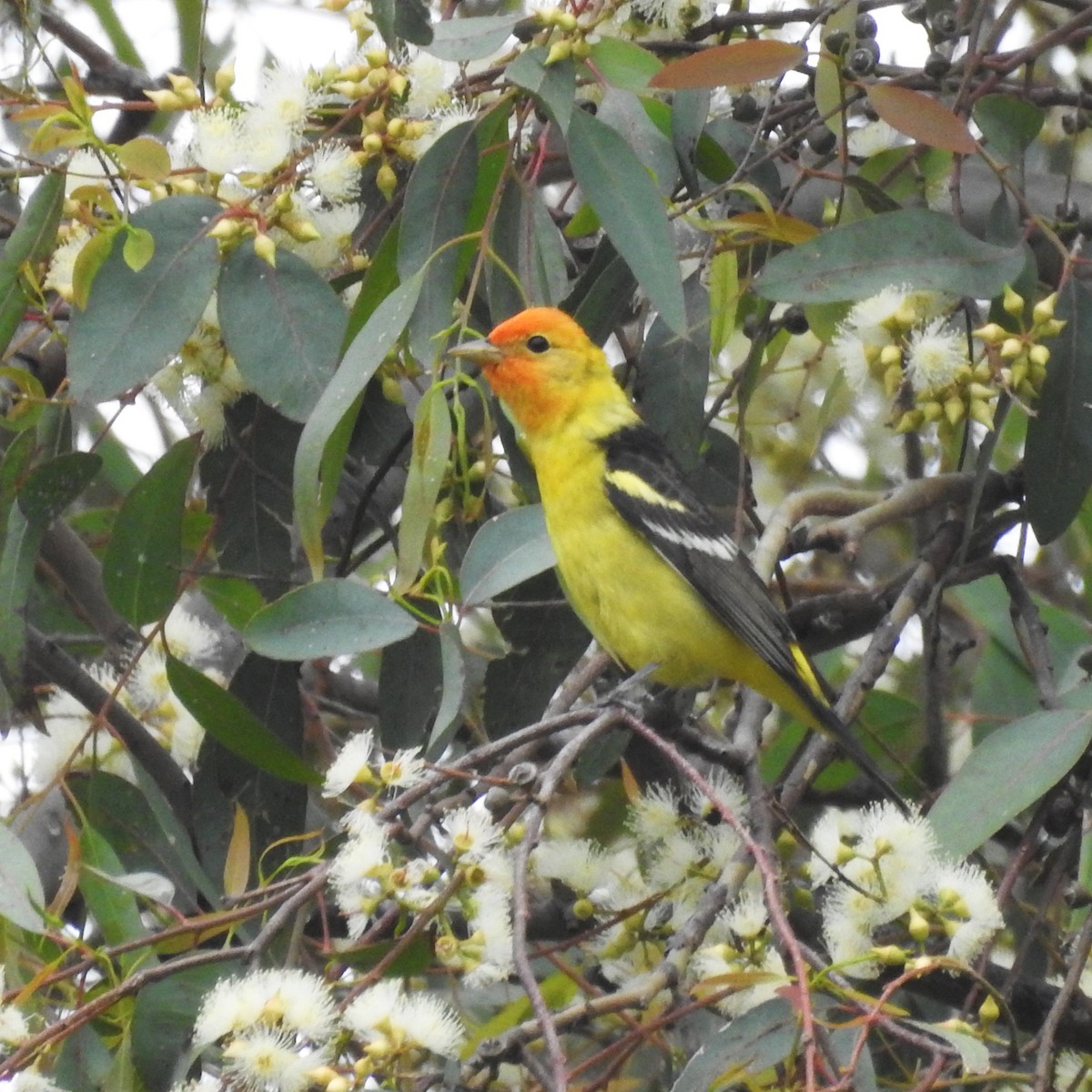 Western Tanager - ML153519111