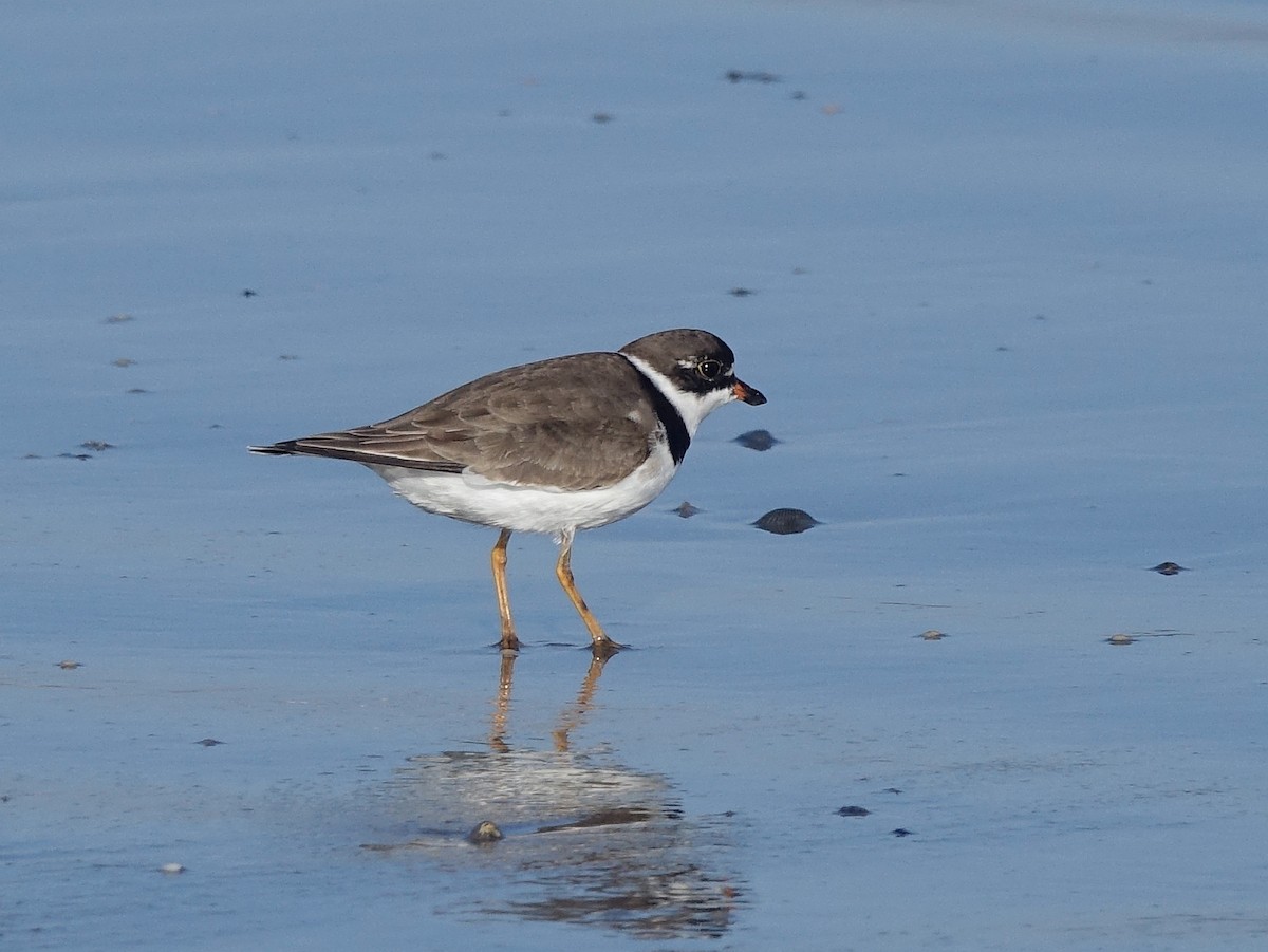 Semipalmated Plover - ML153519421