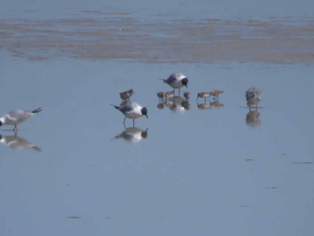 Western Sandpiper - ML153520031