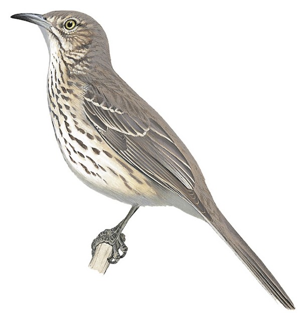 Sage Thrasher - Oreoscoptes montanus - Birds of the World