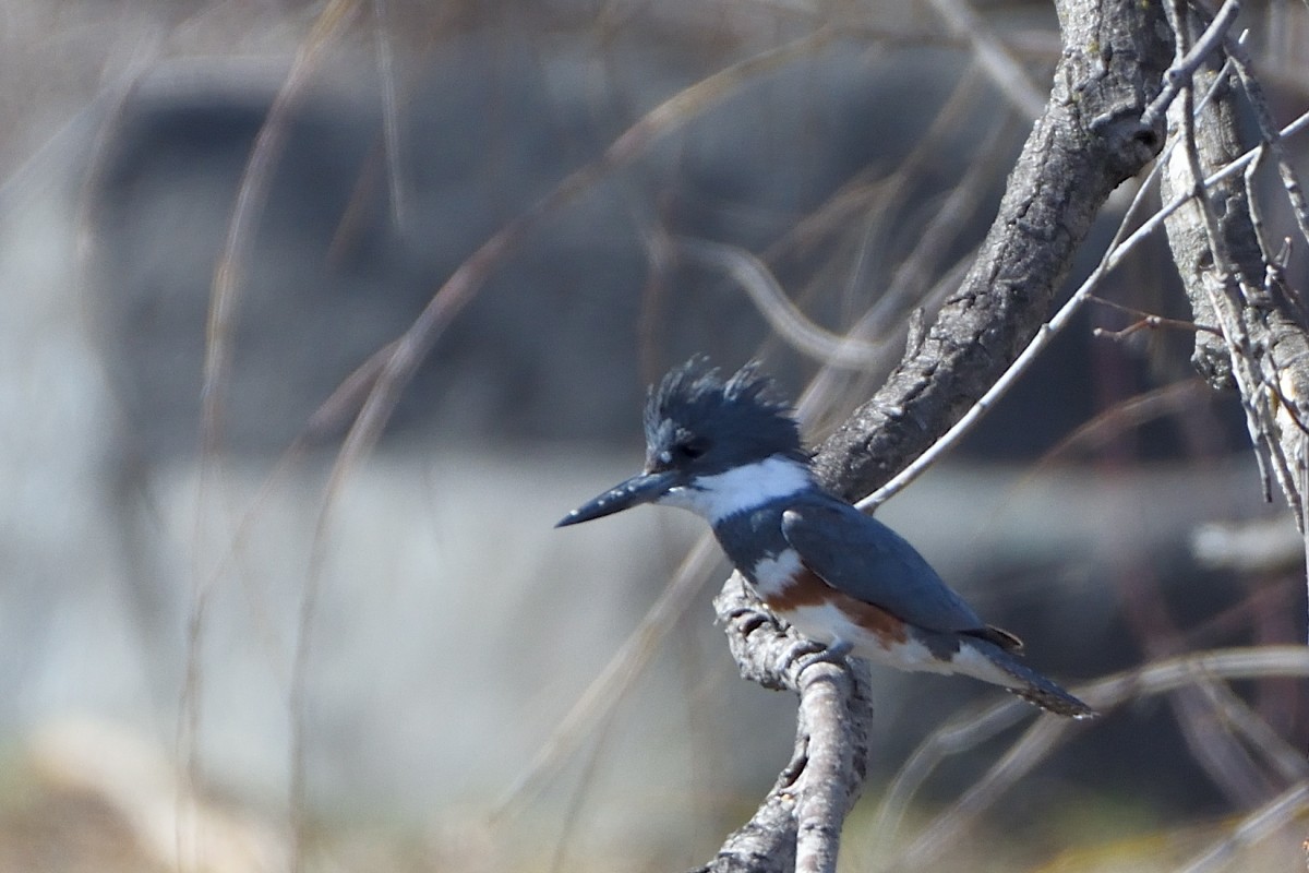 Belted Kingfisher - ML153522171
