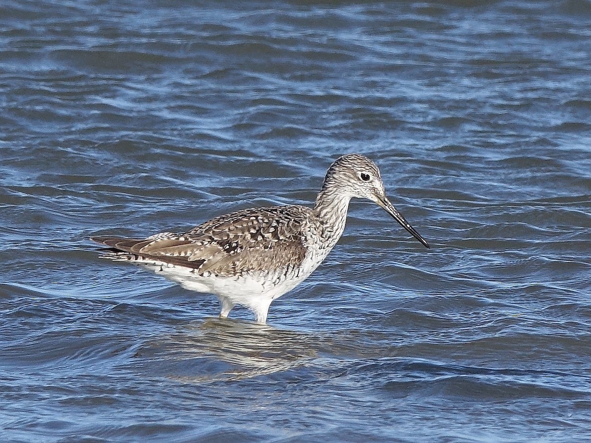 Greater Yellowlegs - ML153522581