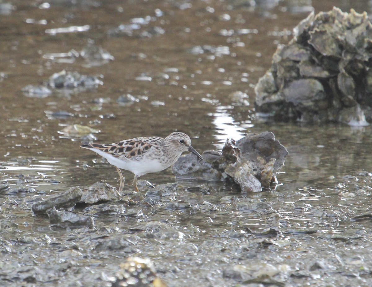 Least Sandpiper - ML153522781