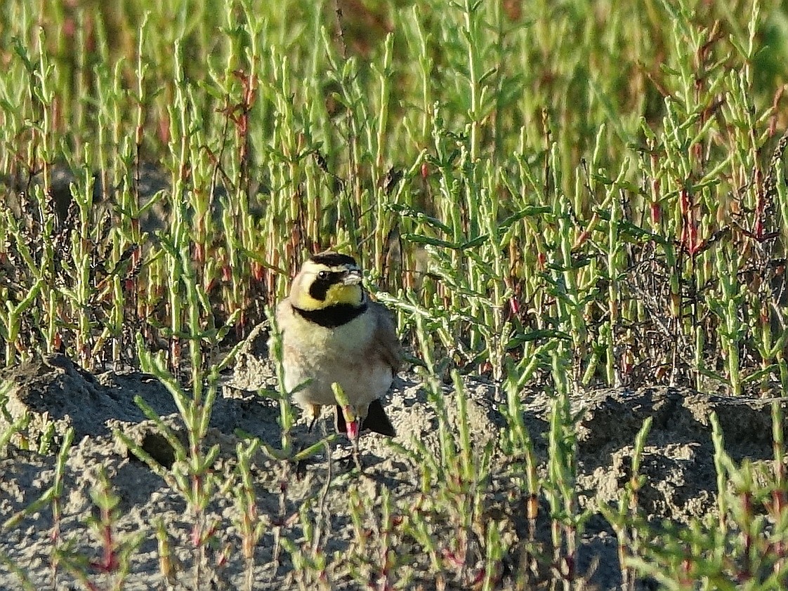 Horned Lark - ML153523431