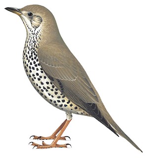 Mistle Thrush - Turdus viscivorus - Birds of the World