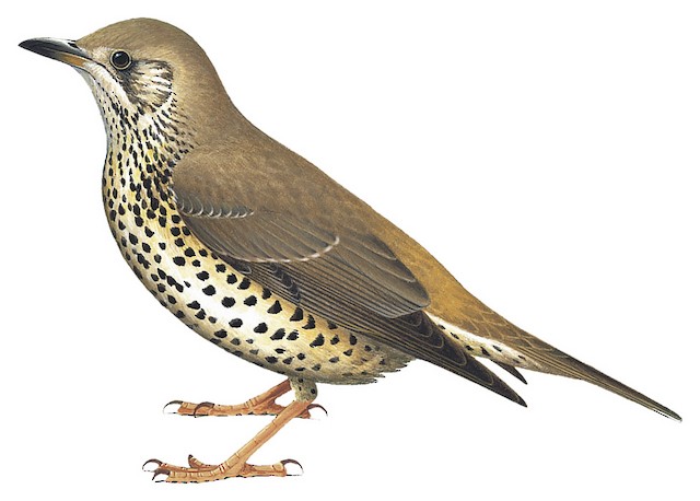 Mistle Thrush - Turdus viscivorus - Birds of the World