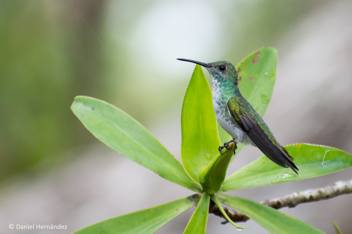 Mangrove Hummingbird - ML153524581